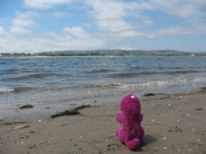 Barney at Fiesta Island